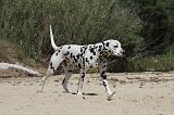 DALMATIEN 285